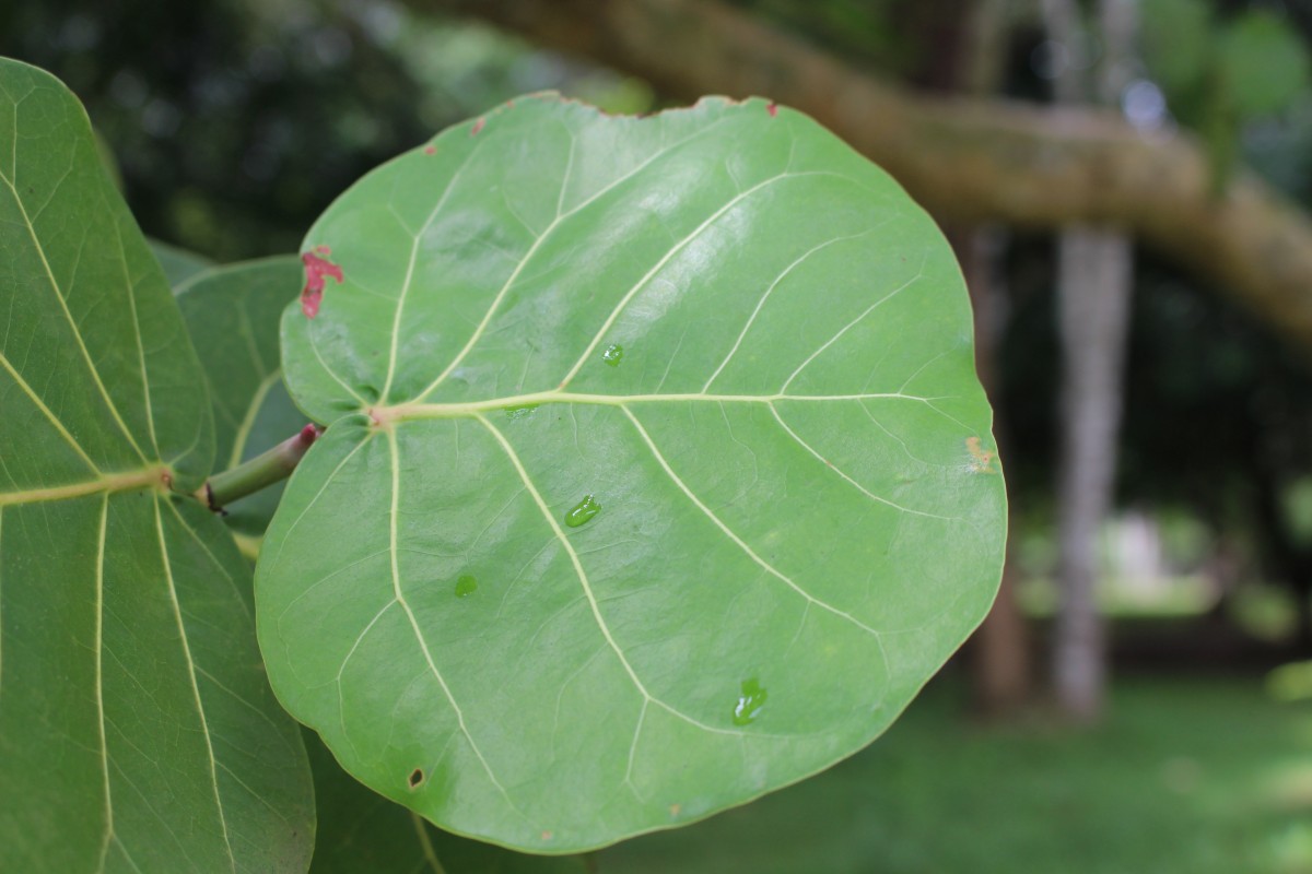 Coccoloba uvifera (L.) L.